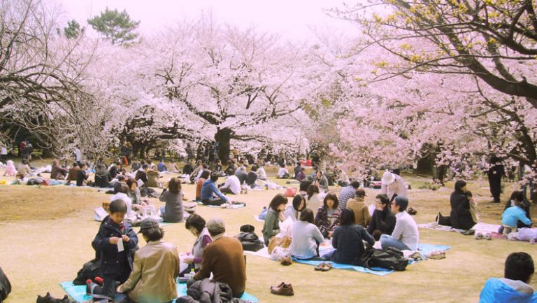 ស្វែងយល់ពីពេលវេលាដែលផ្កា Sakura រីកនៅ Tokyo ក្នុងឆ្នាំ ២០១៩